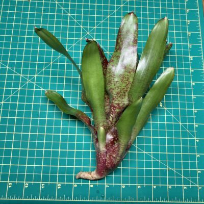 Neoregelia Bromeliad Walking Tall size