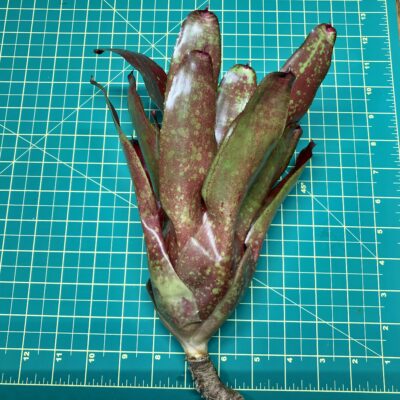 Neoregelia Bromeliad Walking Tall x Olens size