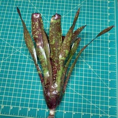 Neoregelia Bromeliad Walking Tall x Pauciflora lg size