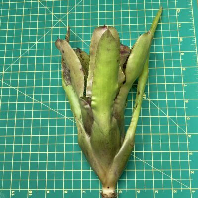 Neoregelia Bromeliad Wilsoniana x Melanodonta size