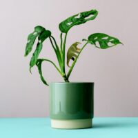 Plant Animal Anteater