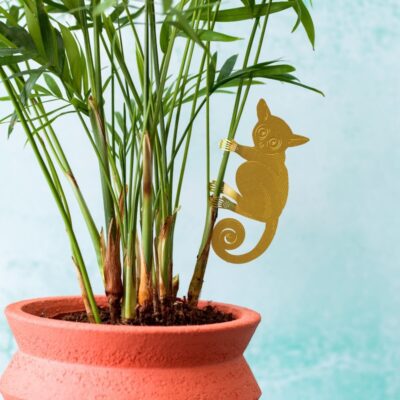 Plant Animal Bush Baby