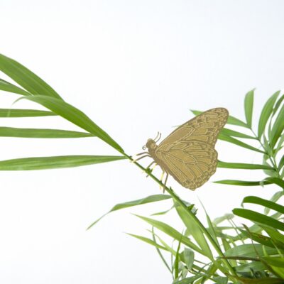 Plant Animal Butterfly