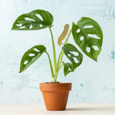Plant Animal Caterpillar