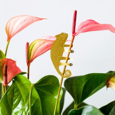 Plant Animal Chameleon