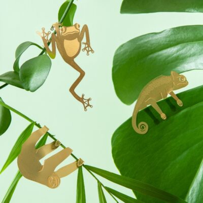 Plant Animal Chameleon Frog Sloth