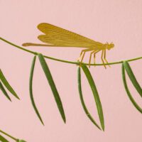 Plant Animals Damselfly