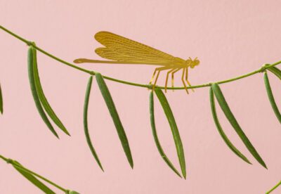 Plant Animals Damselfly