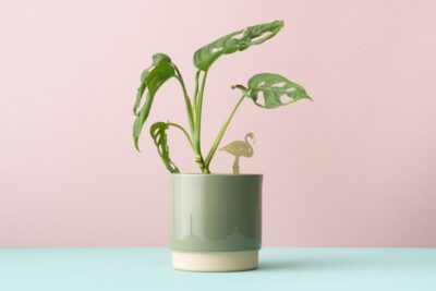 Plant Animal Flamingo