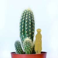 Plant Animal Meerkat