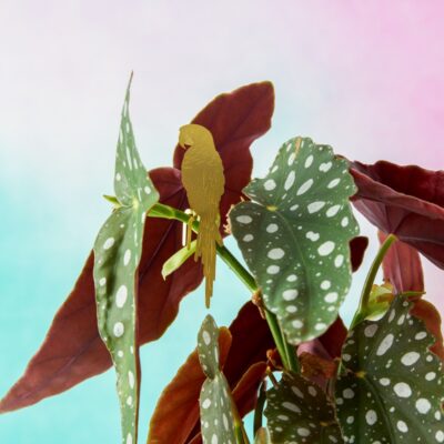 Plant Animal Parrot