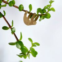 Plant Animal Sloth