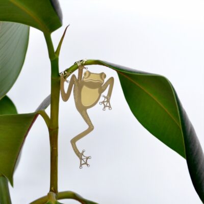 Plant Animal Tree Frog