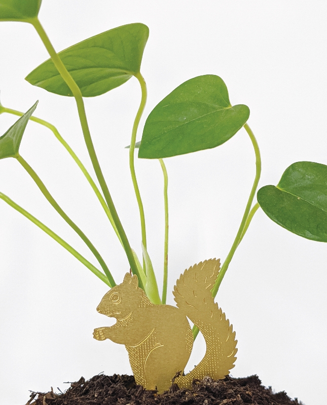 Plant Animal squirrel