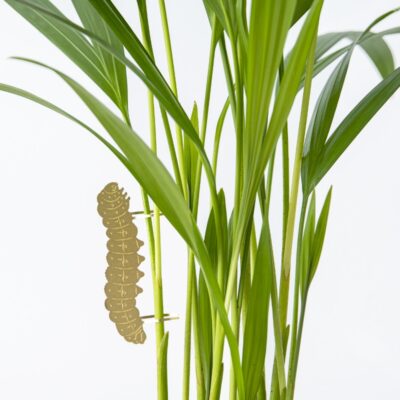 Plant Animals Caterpillar