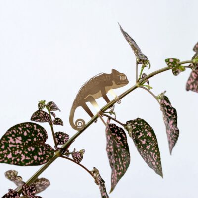 Plant Animals Chameleon