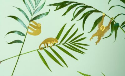 Plant Animals Chameleon Orangutan Sloth
