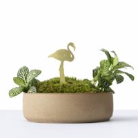 Plant Animals Flamingo