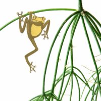 Plant Animals Frog