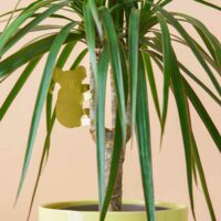 Plant Animals Koala