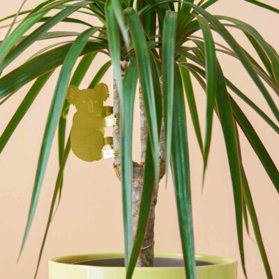 Plant Animals Koala