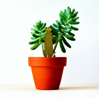 Plant Animals Meerkat