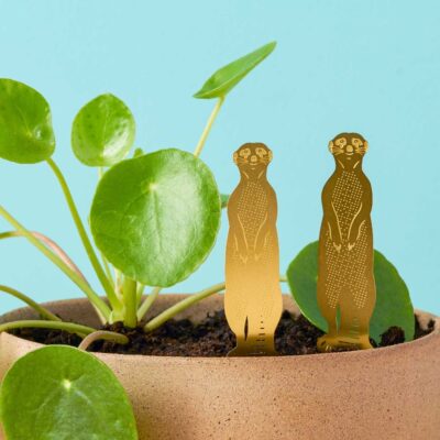 Plant Animals Meerkats