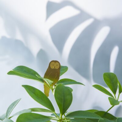 Plant Animals Owl