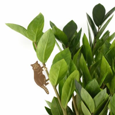 Plant Animals Raccoon