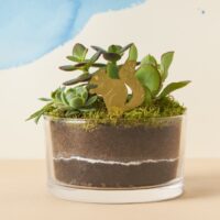 Plant Animals Squirrel