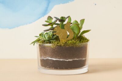 Plant Animals Squirrel