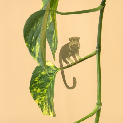 Plant Animals Tamarin