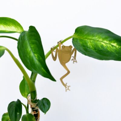 Plant Animals Tree Frog
