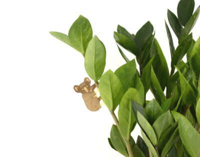 Plant Animal-Koala