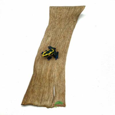 Reptiscape Banana Leaf with Dart Frog 1