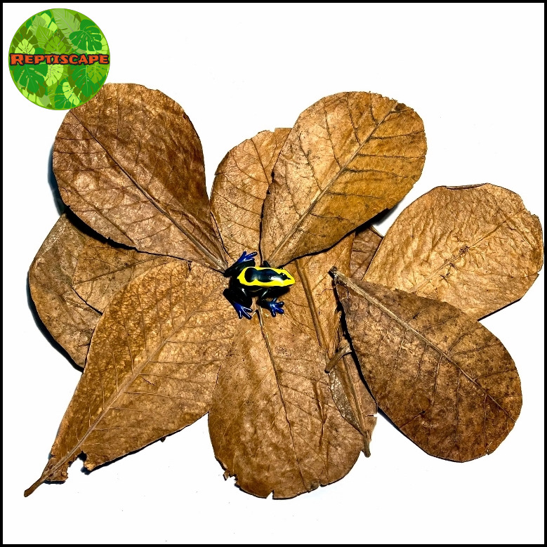Reptiscape Indian Almond Leaves with Dart Frog marked