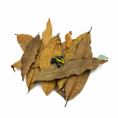 Reptiscape Mango Leaves Large with Dart Frog