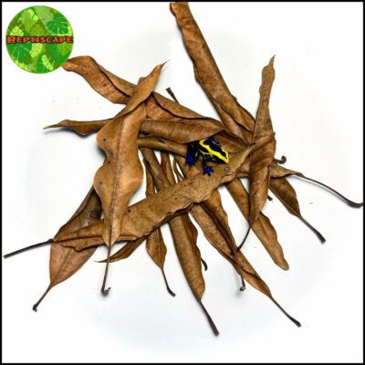 Reptiscape Mango Leaves with Dart Frog