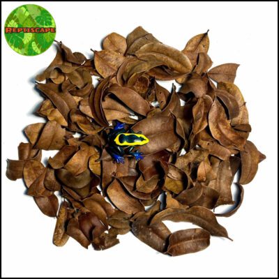 Reptiscape Marupa Leaves with Dart Frog