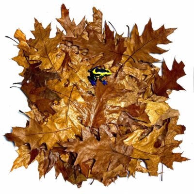Reptiscape Red Oak Leaves with Dart Frog