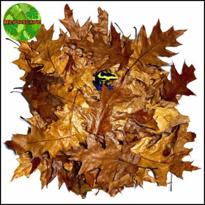 Reptiscape Red Oak Leaves with Dart Frog marked