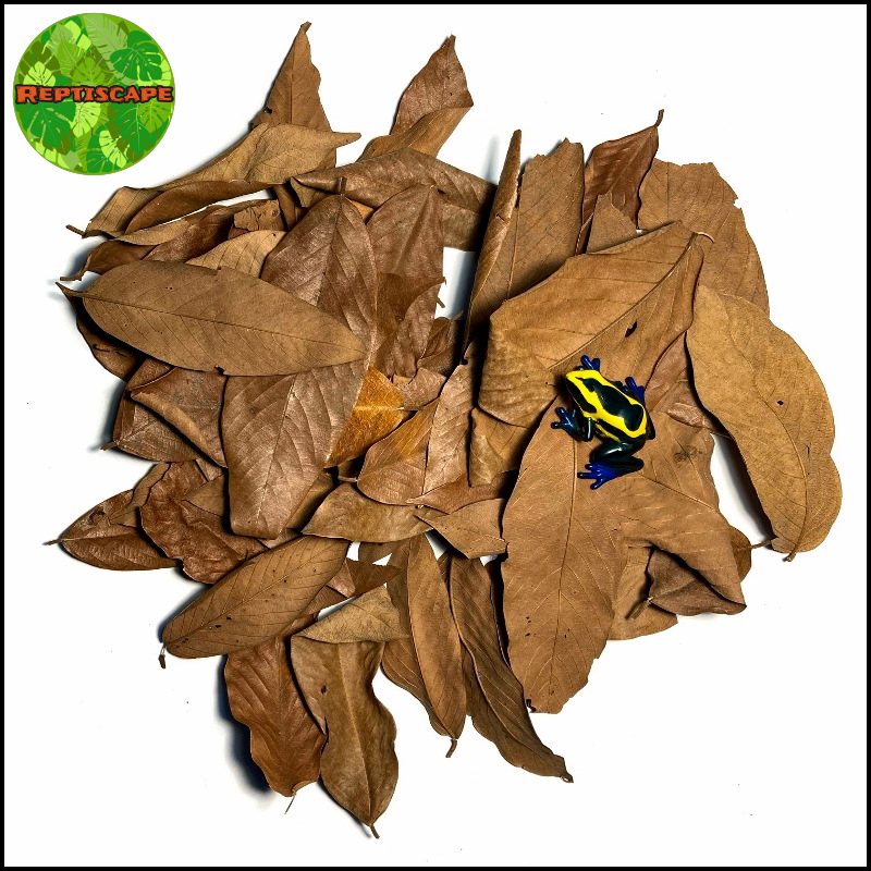 Reptiscape Vacapaleta Leaves -Cows Ears Leaves with Dart Frog