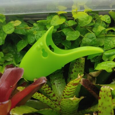 Tad-Pool Bright Green Cup in Terrarium
