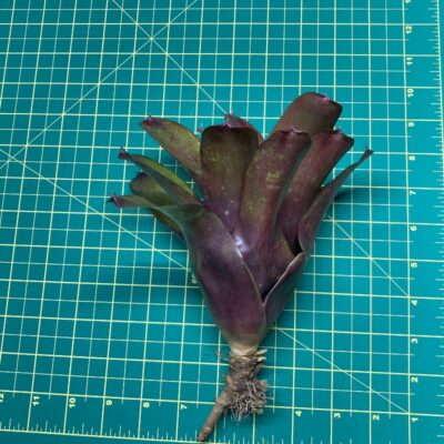 Mini Neoregelia Bromeliad - Aztec x Fireball Size