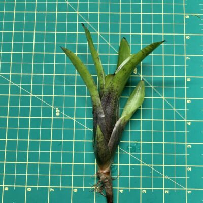 Mini Neoregelia Bromeliad - Cricket size