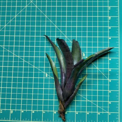 Mini Neoregelia Bromeliad - Edge of Night size