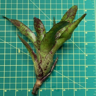 Neoregelia Bromeliad - Inca x Fireball size