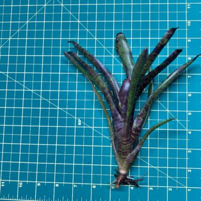 Mini Neoregelia Bromeliad - Java Plum size