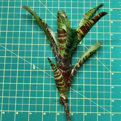 Mini Neoregelia Bromeliad - Killer Bee size