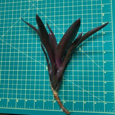 Mini Neoregelia Bromeliad Pauciflora X Fireball size